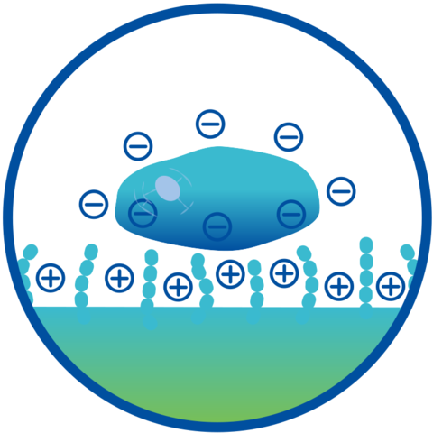 Schematic representation of PEI attachment promoter