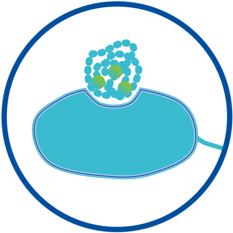 Schematic representation of PEI as permeabilizer