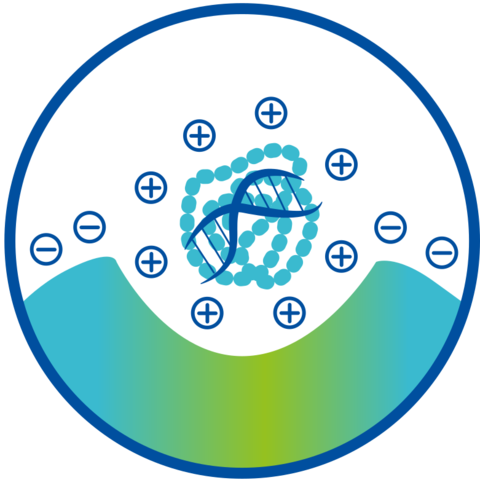 Schematic representation of PEI transfection