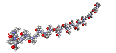 3D Darstellung eines Polyoxazolins