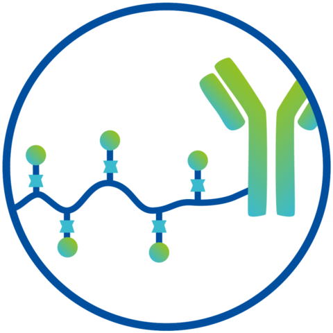 Schematic representation of polymer protein conjugates