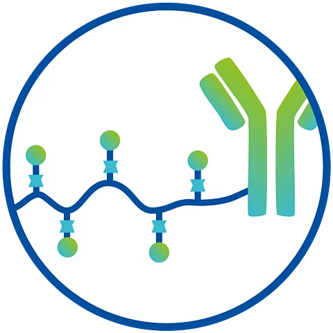 Schematische Darstellung von POx als Protein Konjugat